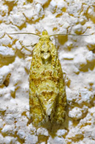 Réf. 325 332 : Aethes margarotana